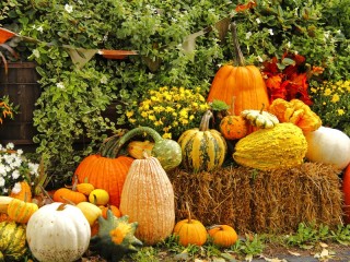 Rompicapo «Pumpkins and hay»